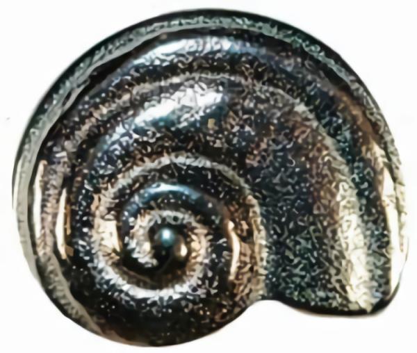 1" Silver Snail Shell (25Mm)  |   Silver Novelty Buttons Novelty Buttons Silver Novelty Buttons